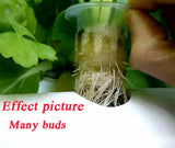 Hydroponic Site Grow Kit 72 Site Culture Garden System Plant Seed Starting